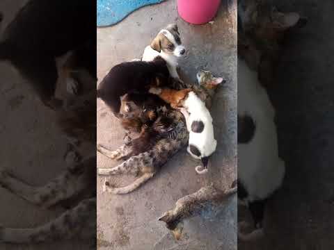 Video: Săteni Cu Animale Care Traversează Animalele: Cum Să-i Invitați Pe Săteni Noi, Să-i Facă Pe Săteni Să Plece, Să Devină Cei Mai Buni Prieteni și Toți Sătenii Din Orizontul Nou Enume