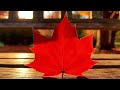 Golden Autumn Park 🍂 Lofi Ambience | 60s of Calm
