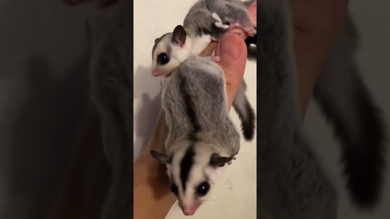 Sugar Glider White Face