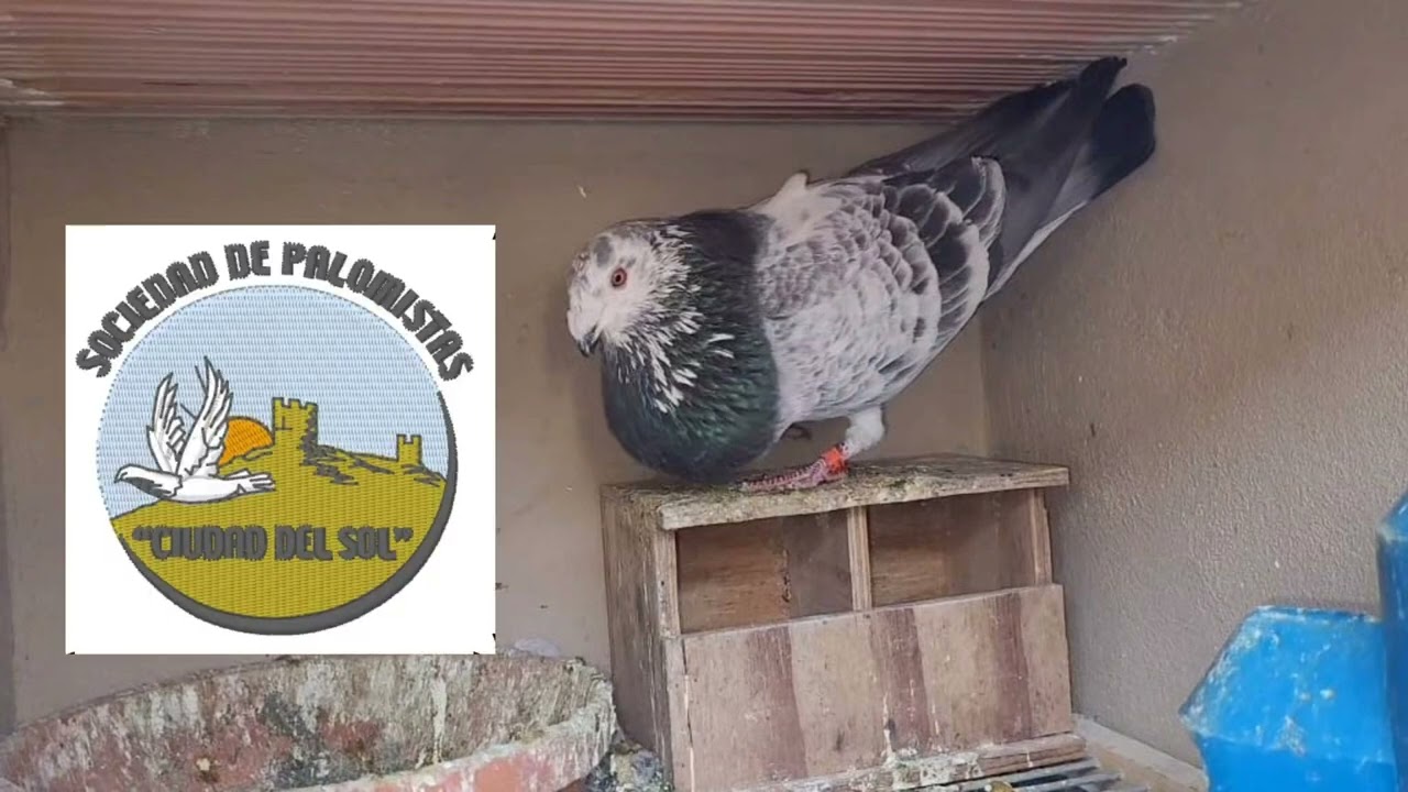 Visitamos el Palomar del Chio de Murcia 📽️ _ BUCHÓN VALENCIANO de  trabajo