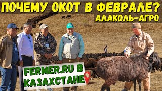 Даём Второй Шанс Для 1000 Овец. Сколько Баранов Нужно На Одну Отару Для Естественного Осеменения?