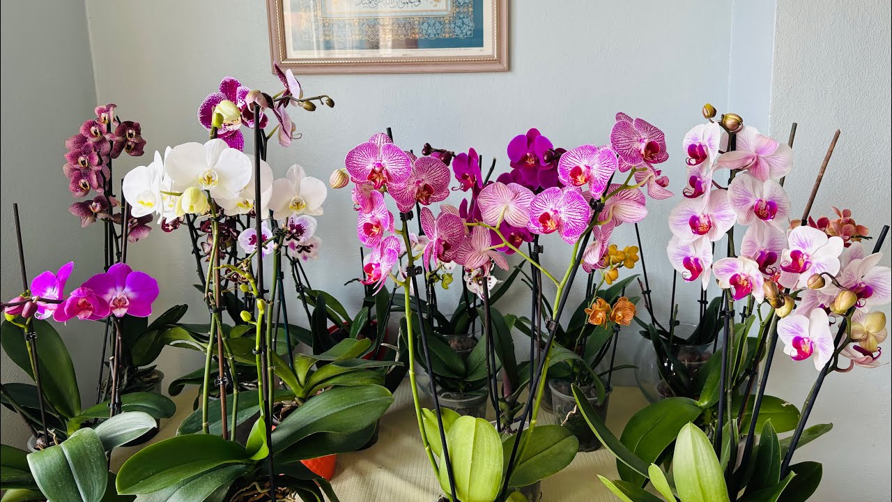 Sukulent ci Orkide ci🤩#plants #succulent #flowers #keşfet #orkide #14subat #çiçekçi 