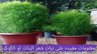 طريقه زراعه نبات شعر البنات او الكوكيا