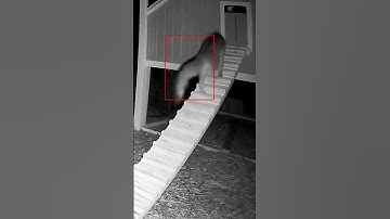 Run-Chicken Door vs Fox!