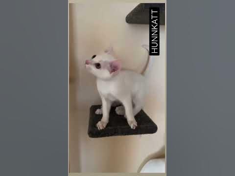 Кто такие котята Кхао Мани - YouTube