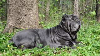 Мастино Наполетано - мощный мастиф из Италии Мастино Наполетано - мощный мастиф из Италии