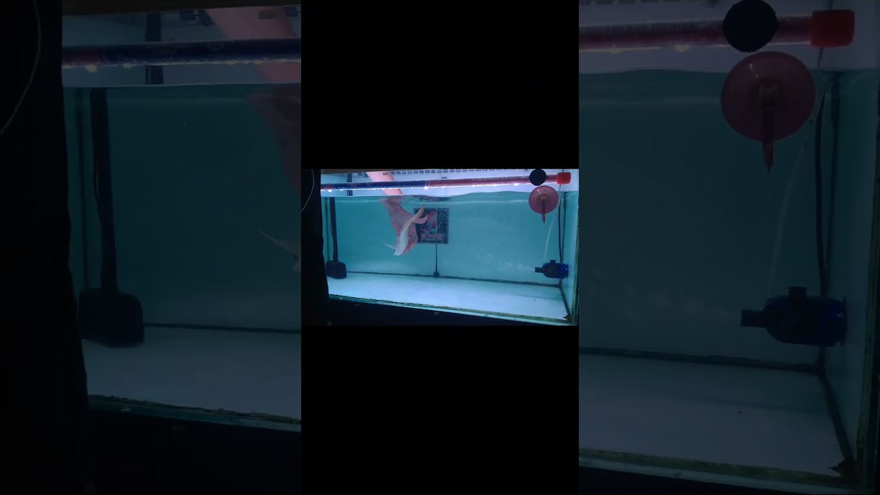 arwana super red, TANPA OBAT BIUS, Oprek patah dayung dengan cara putar