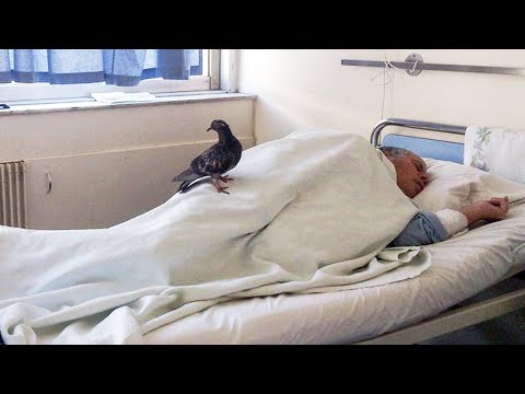 Голубь ежедневно прилетал в госпиталь и стучал в окно. Узнав причину, врачи были поражены
