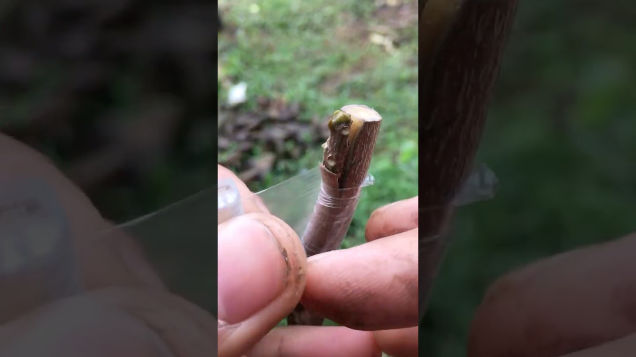 grafting technique for dormant buds for sapodilla tree