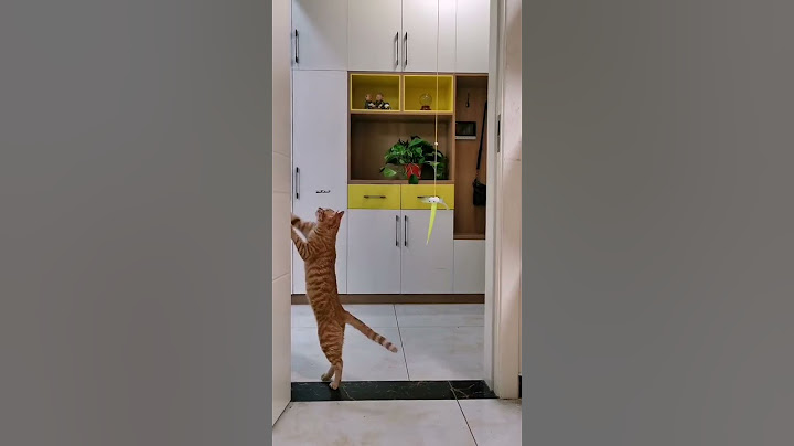 Ram naam ko koi nhi mita sakta 🙏🏻Jai Shree Ram 🙏🏻😊💪#trending #cat #funny #tracksuit#shortvideo #cute