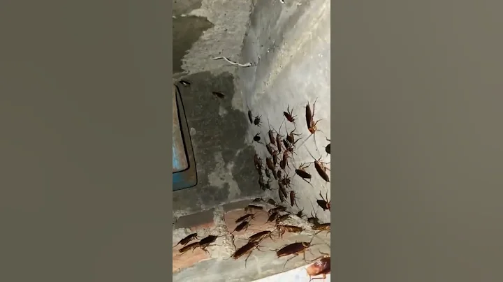 cockroach💀☠️ - DayDayNews