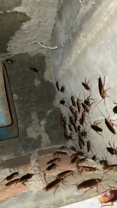 cockroach💀☠️