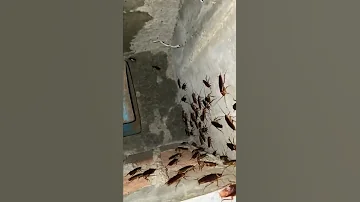 Cockroach 