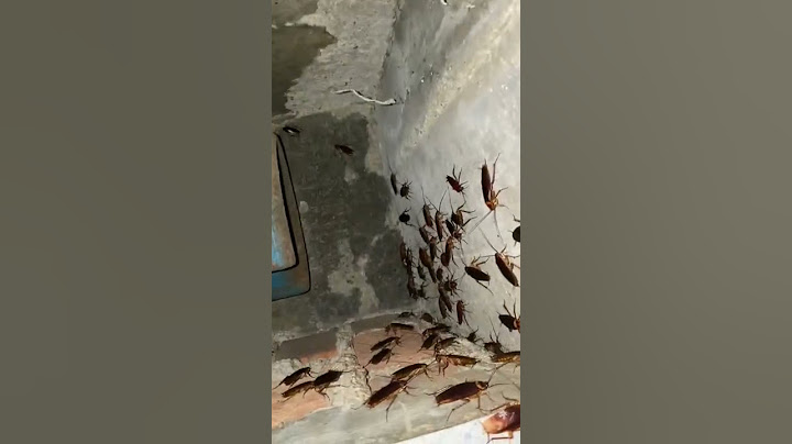 cockroach💀☠️