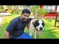 Indian Champion St.Bernard dog bella [ECO OWN MEDIA] Malayalam