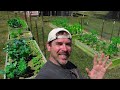 GROW a GARDEN in Containers and Raised Beds Harvest Lettuce Kale Collards time lapse funny cat