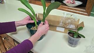 Unboxing New Cattleya from Sharon Holmes and New Jade Plant from My Sister!