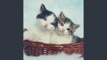 Glorious Ambiance for Lazy Cat Days