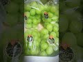 Grapes in Japan #music #fruits #youtubeshorts #youtubevideos