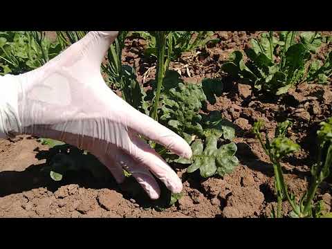 Vídeo: Guarda-chuva Iberis (36 Fotos): Cultivo De Flores A Partir De Sementes. Qual é A Melhor época Para Plantar? Descrição Das Variedades Brancas, 