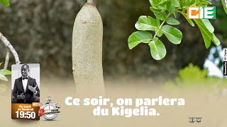 02 mn pour comprendre du 20 Octobre 2021, le kigelia