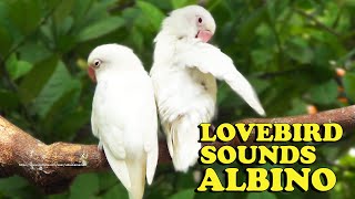 Suara Kicau Lovebird - Saudara Albino Mata Merah
