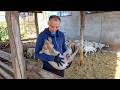 Iskustvo sa farme: Kako pravilno šišati ovce i iskoristiti vunu (VIDEO)