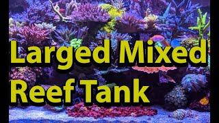 600 Gallon Mixed Reef Salt Water Aquarium