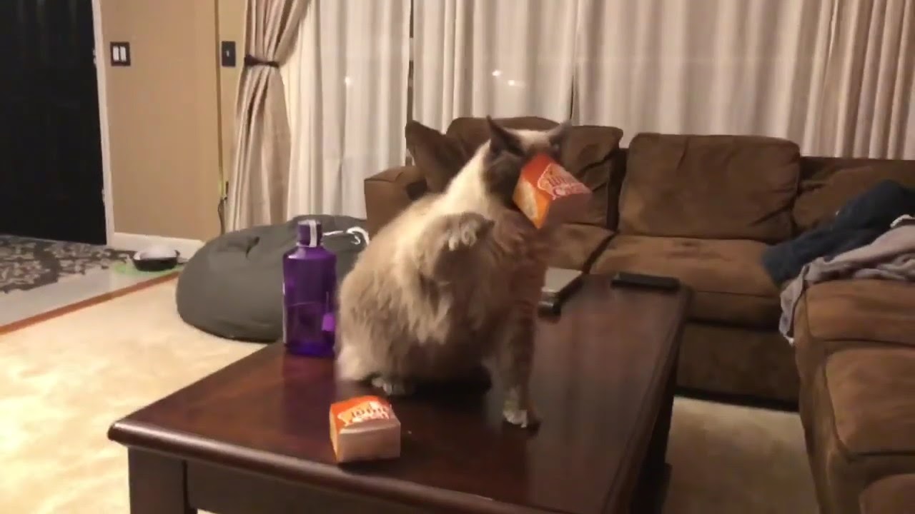 My Balinese Cat Loves White Castle Part I Youtube