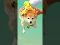 How cute dog practice for swimming  shorts funny ggpk
