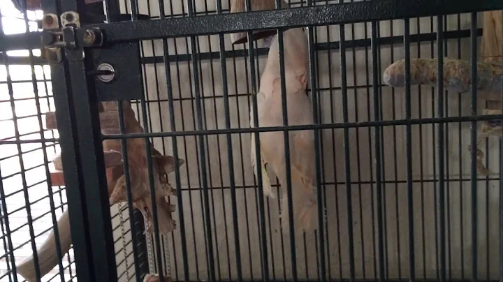Moluccan cockatoo rescue Elvis doing pull up tricks
