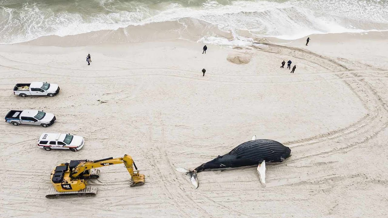 Rise in Dead Whales: Understanding Causes & Protecting Marine Life in New York
