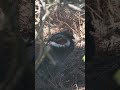 Sooty Grouse 4-26-26 [NO AUDIO]