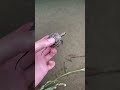 【感動】貴重な赤ちゃんイシガメを逃しました