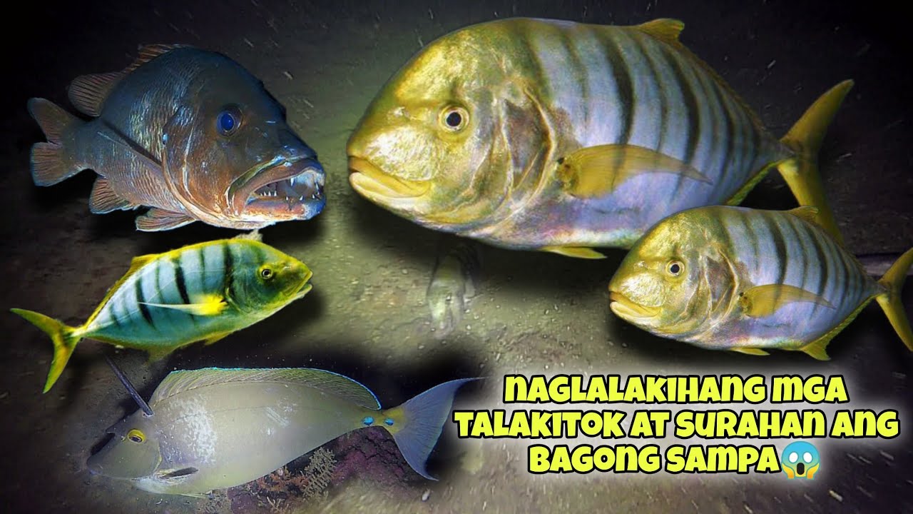 eps.381 MGA MAMAW NA TALAKITOK AT SURAHAN ANG BAGONG SAMPA😱 #fishing #seafood #fish #kapanatv #viral