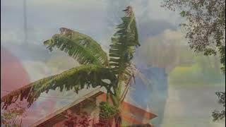 Suasana Pedesaan | Story WA