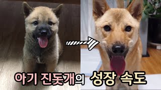 아기여우에서  중형견으로 폭풍성장 (아기 진돗개의 성장과정) ㅣ진돗개계피 ㅣ Korean Jindo Dog