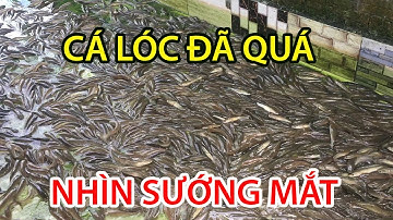 Quá Trình Nuôi Cá Lóc, Cá Trê Năm 2021 Tại Trại Cá Phú Yên