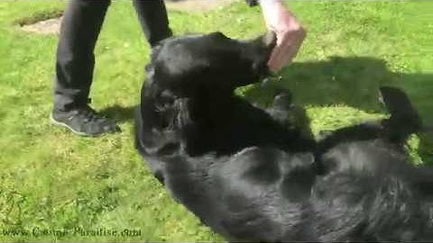 Dog Obedience - Teaching rollover
