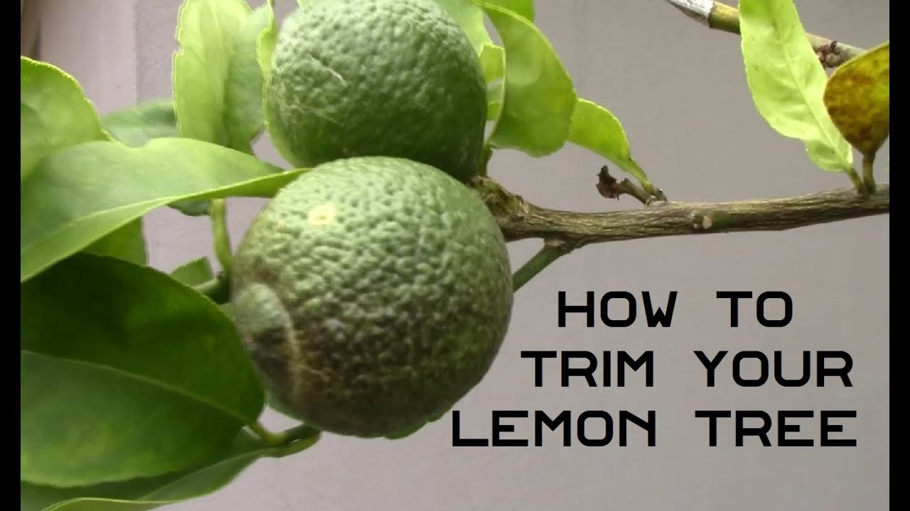 How To Trim Your Lemon Tree Rant YouTube How To Trim Your Lemon Tree Rant YouTube
