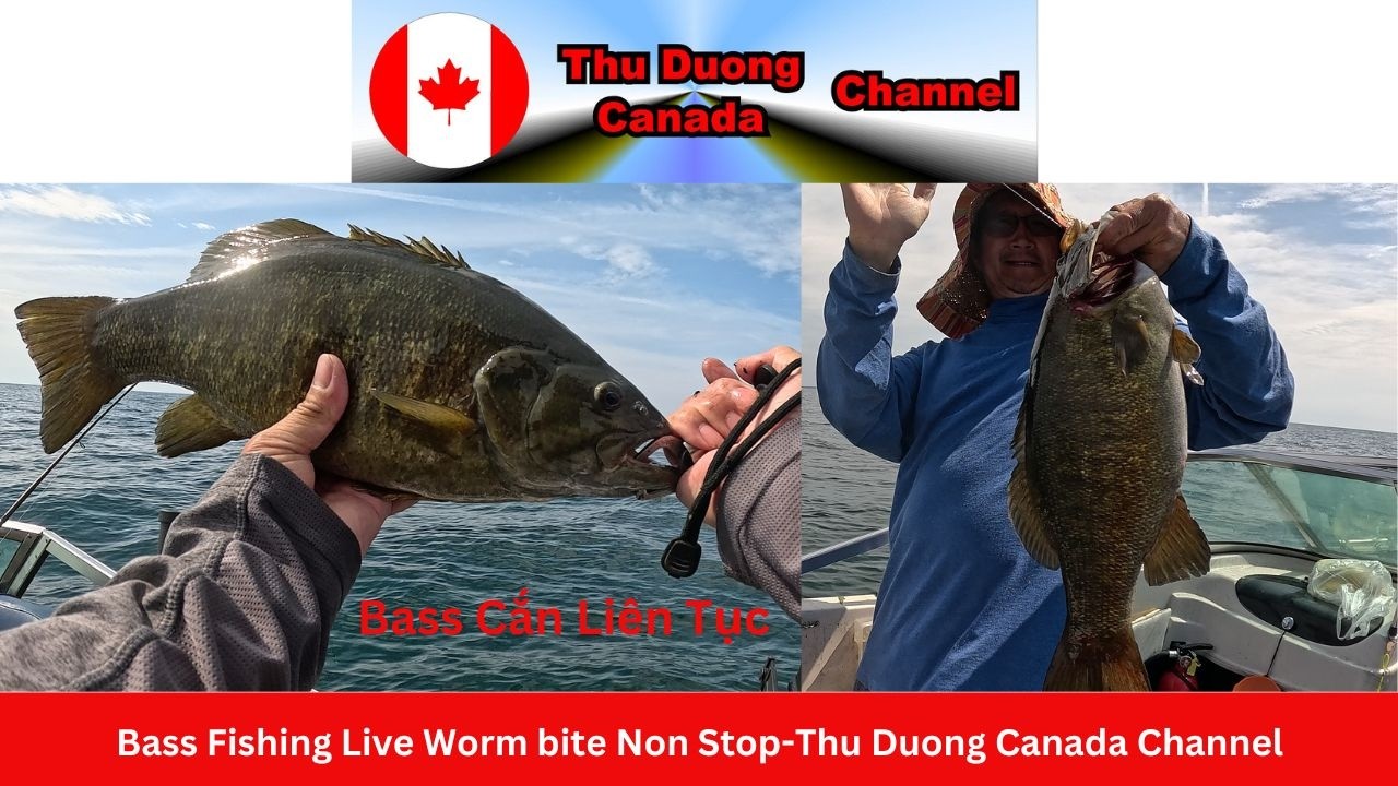 Bass Fishing Live Worm bite Non Stop-Thu Duong Canada Channel