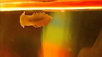 Amazing Sea O Wonders Youtube