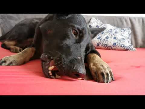 Video: Vyvolány Boty A Pamlsky Pro Domácí Mazlíčky Barkley Kasel Associated Industries Dog Treat Recall