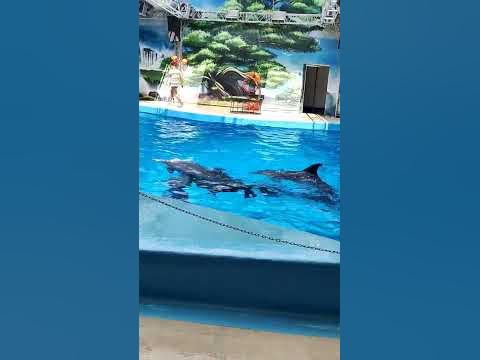 дельфинарий#анапа#дельфинарий# - YouTube
