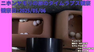 【Memorandum】 2025年05月06日 RPi-Cam-Web-Interfaceを用いたニホンヤモリの卵のTimelapse観察