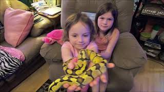 Introduction to Our Newest Ball Pythons: Captain Jack and Carina