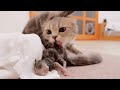 A spectacular 12 hours. Lulu the cat is about to give birth for the last time.