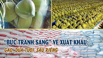 Khách hàng quốc tế “mê” độ ngọt và vị thanh mát của dừa tươi Việt Nam  | VTV CẦN THƠ