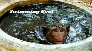 O M G Jack Monkey Swimming Jar, Jar Is Very Good Swimming Pool, Jack Dont Allow Other One Swim