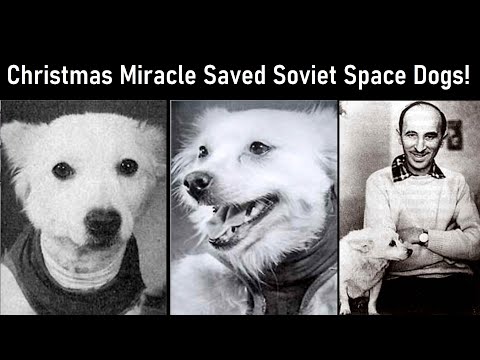 Soviet Space Dogs Crash Landed In Siberia, Saved By 'Christmas Miracle'